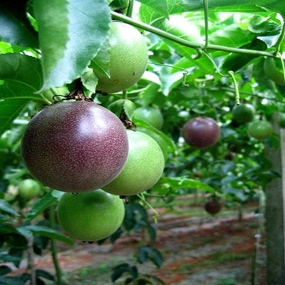 Passion Fruits